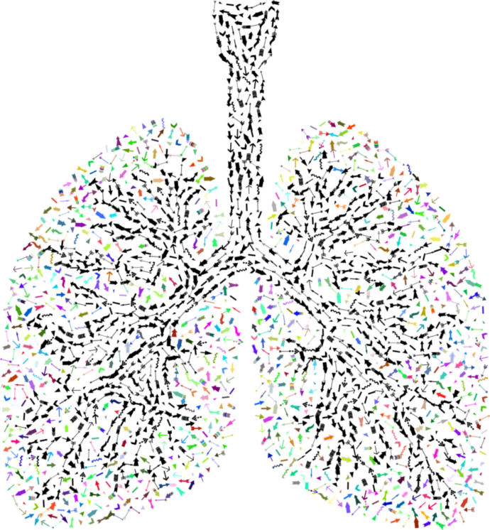 gdj-lungs-5420634_1920